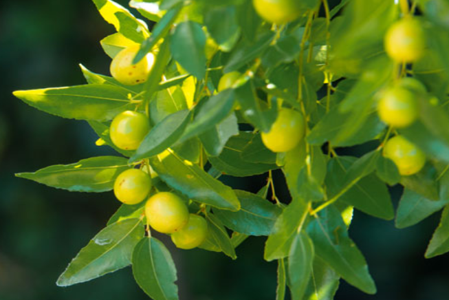 5 Reasons Why Jojoba Oil is your Best Friend