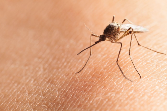 Natural Mosquito Repellant- Lemongrass Oil and Eucalyptus Oil